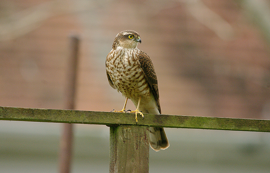 SPARROWHAWK , TOPSHAM , DEVON , 26 , 2 , 2017