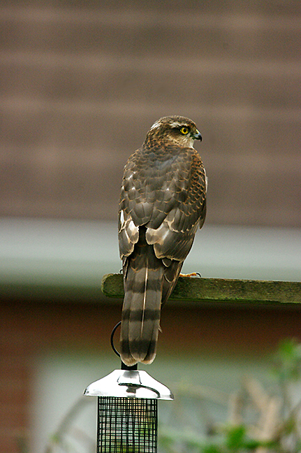 SPARROWHAWK . TOPSHAM . DEVON . 26 . 2 . 2017