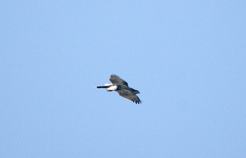NORTHERN GOSHAWK , NORTH WOOD , DEVON , ENGLAND . 2 , 3 , 2017