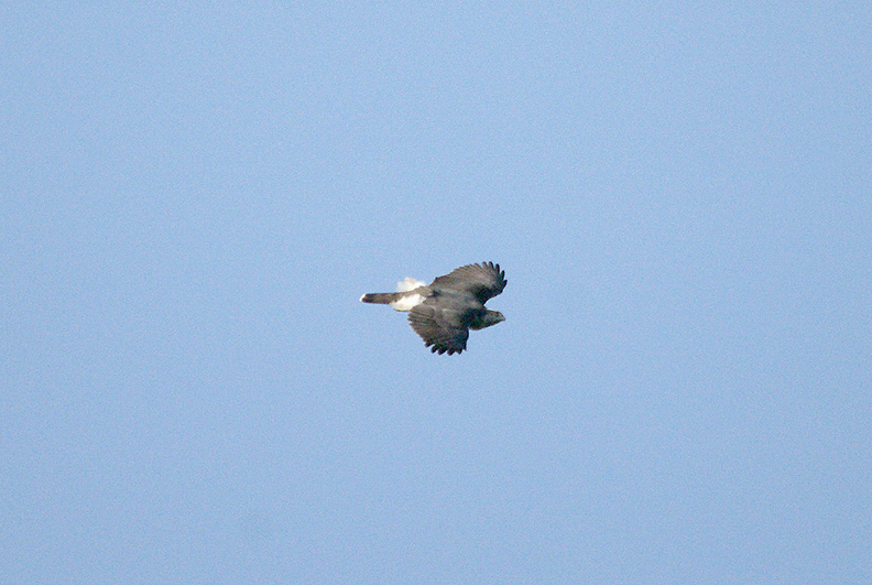 NORTHERN GOSHAWK . NORTH WOOD . DEVON . ENGLAND . 2 . 3 . 2017