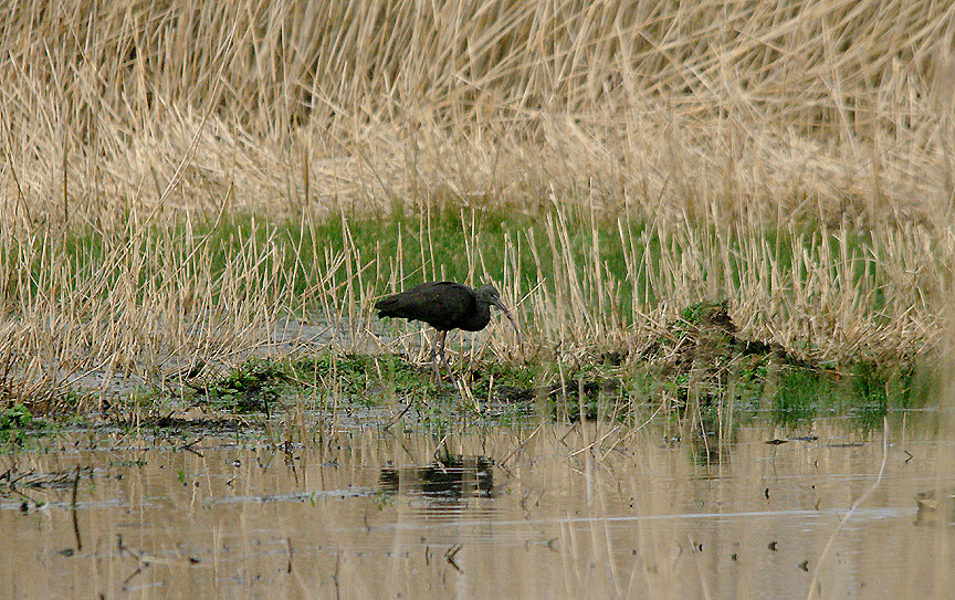 GLOSSY IBIS . HAM WALL . SOMERSET . ENGLAND . 7 . 3 . 2017