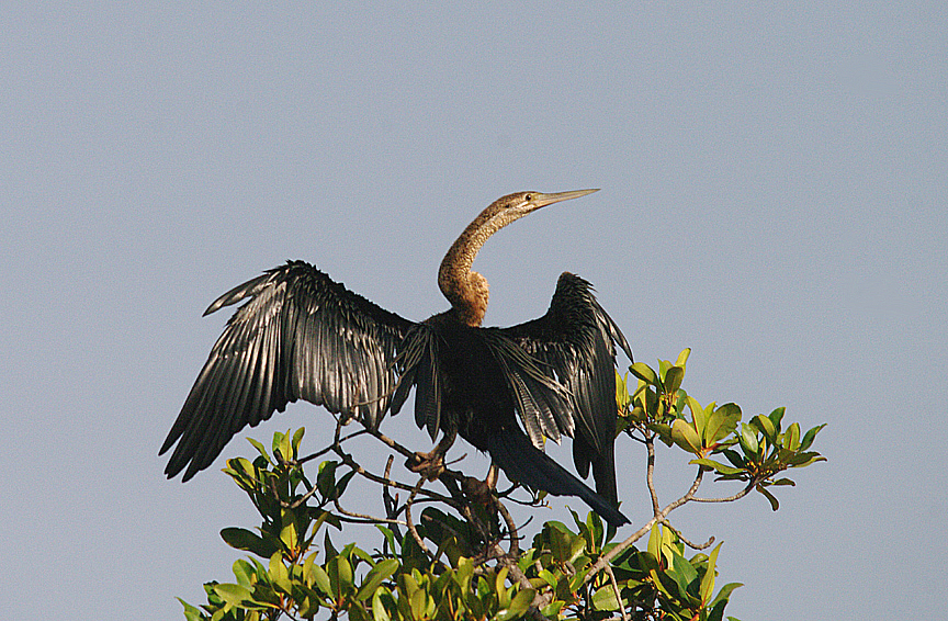 AFRICAN DARTER . THE CREEK OPPOSITE THE TENDABA CAMP . GAMBIA . 12 . 11 . 2014