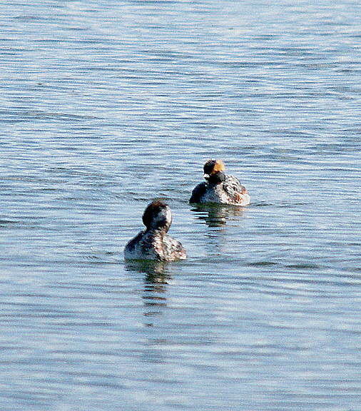 SLAVONIAN GREBE . THE EXE ESTUARY . COCKWOOD . DEVON . 21 . 3 . 2017