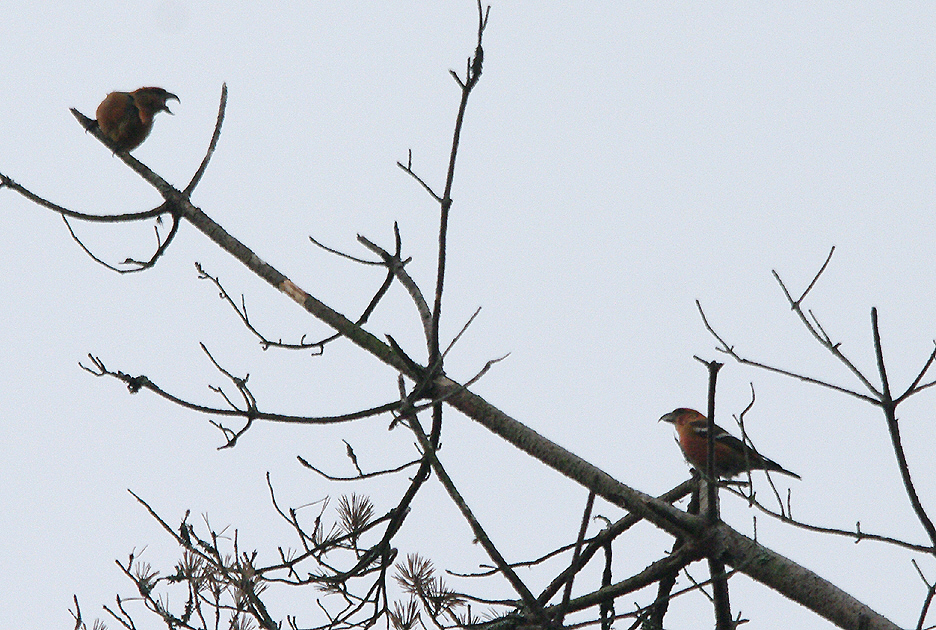 Two-Barred Crossbill , Haddon Hill , Somerset , 18 , 4 , 2017