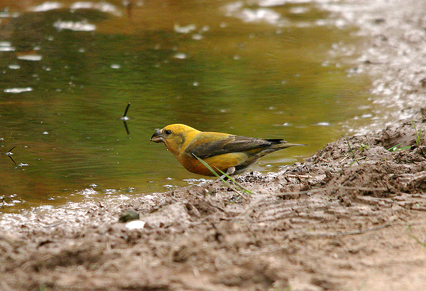 COMMON CROSSBILL ( Female ) , HADDON HILL , SOMERSET , 20 , 4 , 2017