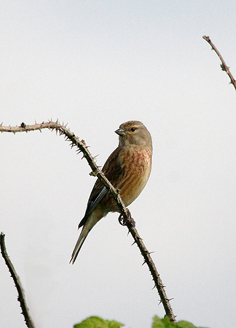 LINNET , THE EXMINSTER MARSHES , DEVON , 22 , 4 , 2017