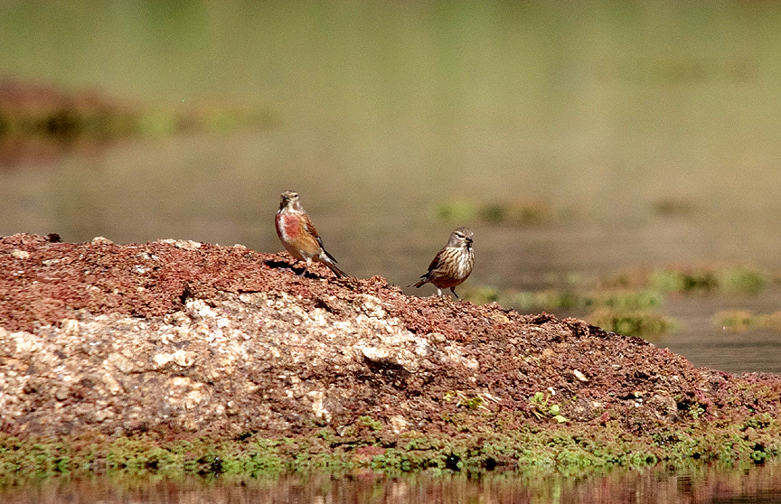 LINNET . Nr ARROYA DE LA LUZ . SPAIN . 3 . 5 . 2017