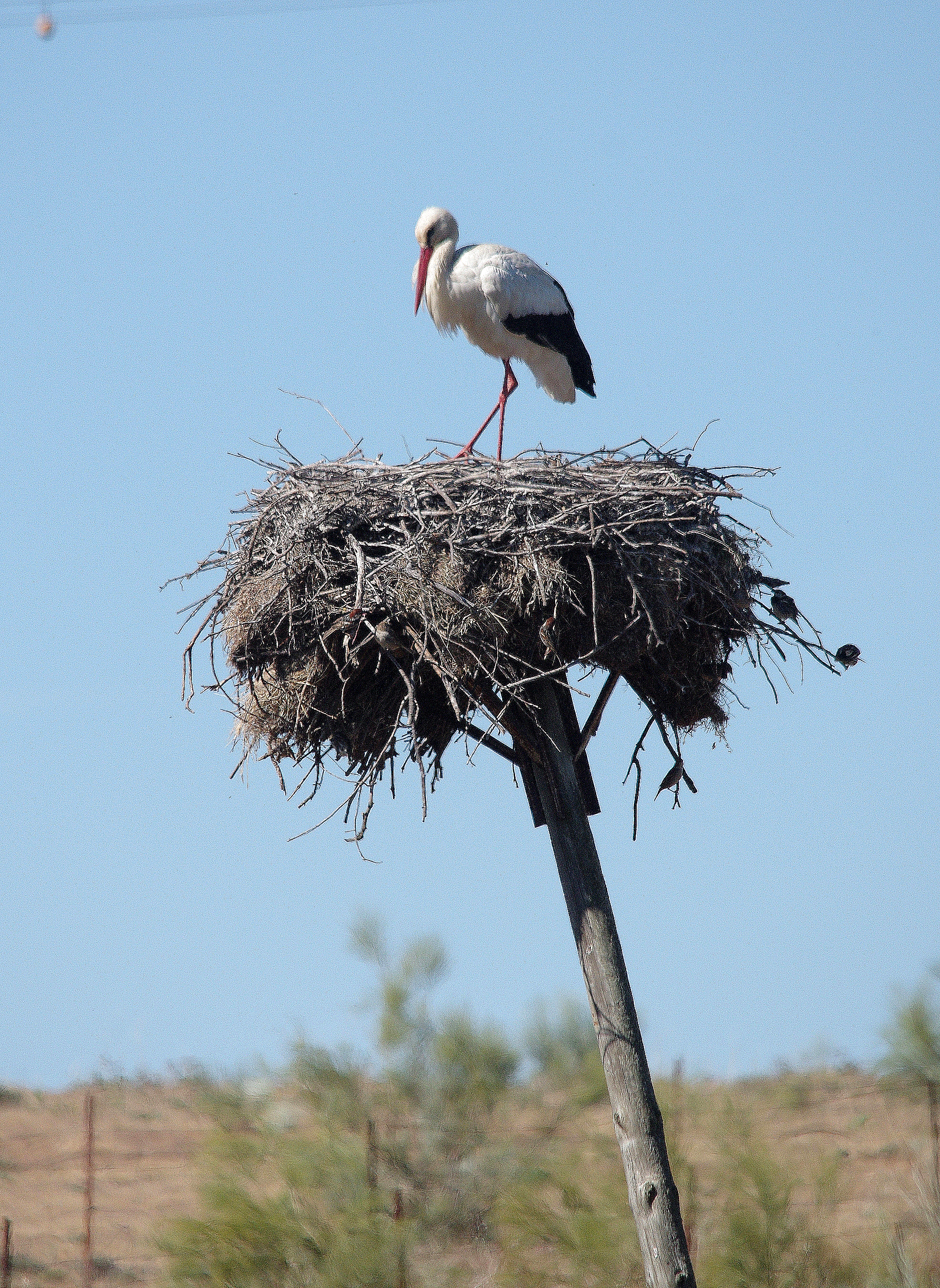 WHITE STORK . Nr TALAVAN . SPAIN . 2 . 5 . 2017