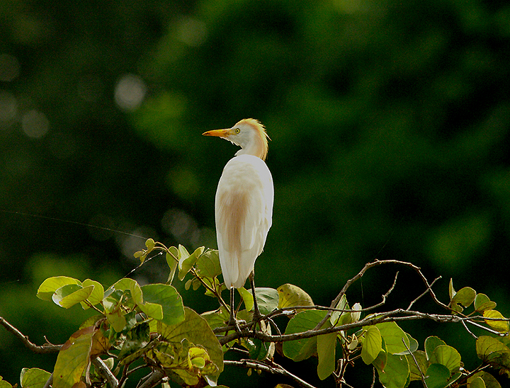 CATTLE EGRET . THE FARASUTO FOREST AREA . GAMBIA . 9 . 11 . 2014