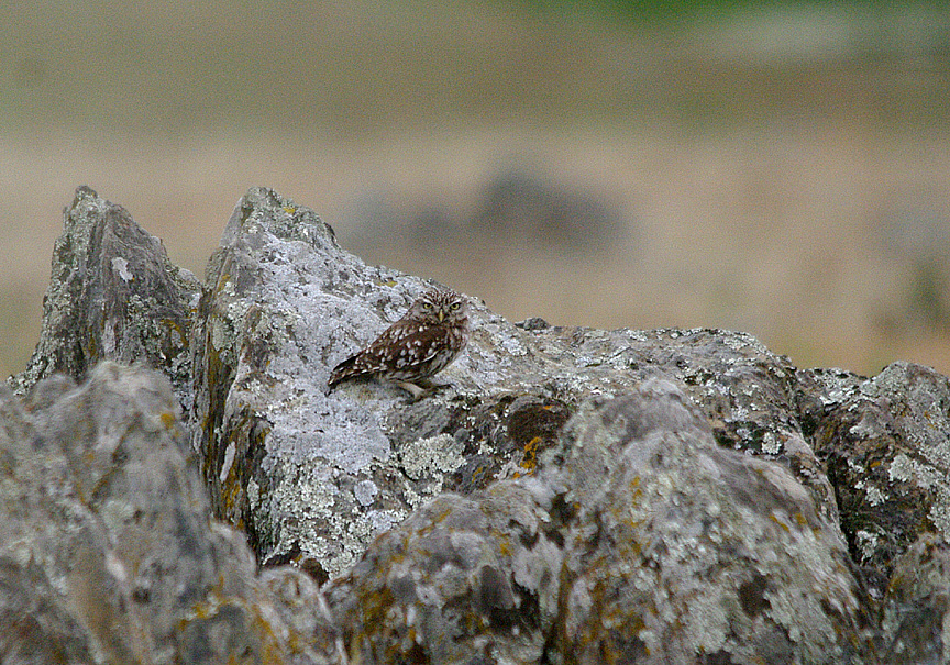 LITTLE OWL , THE TRUJILLO PLAINS , SPAIN , 30 , 4 , 2017