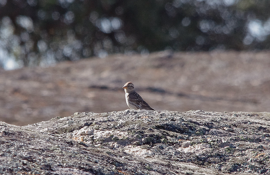 ROCK SPARROW . Nr ARROYA DE LA LUZ . SPAIN . 3 . 5 . 2017