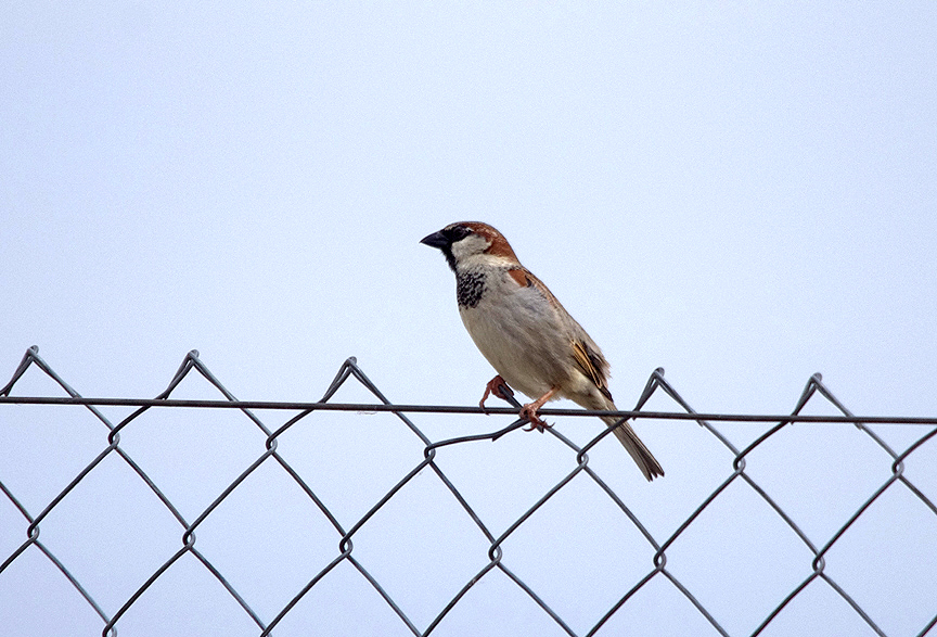 HOUSE SPARROW . Nr MADRID . SPAIN . 4 . 5 . 2017