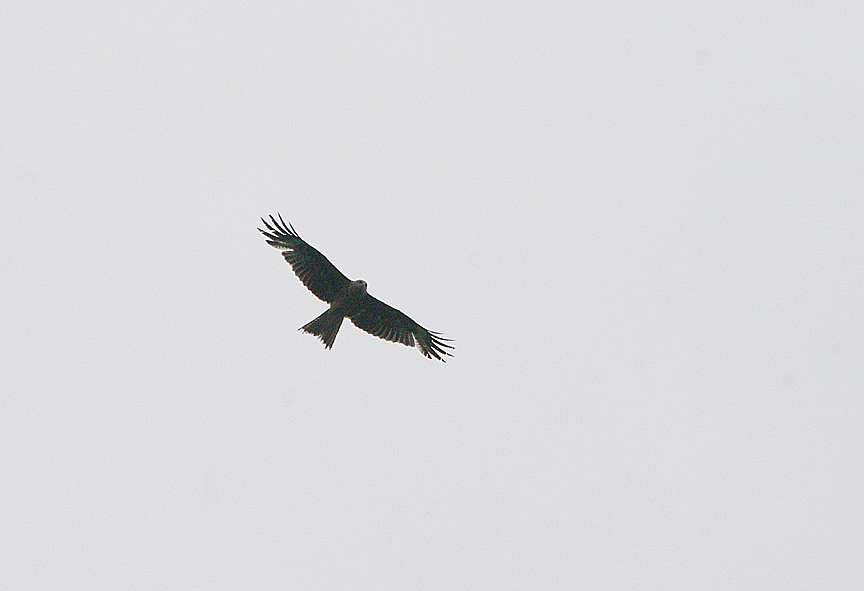 RED KITE . HAM WALL RSPB . SOMERSET . 30 . 5 . 2017