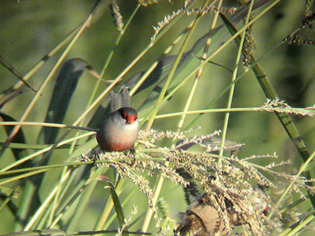  COMMON WAXBILL . BARROCA DE ALVA MARSH . PORTUGAL . 27 / 8 / 2009