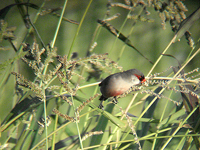 COMMON WAXBILL . BARROCA DE ALVA MARSH . PORTUGAL . 27 / 8 / 2009 