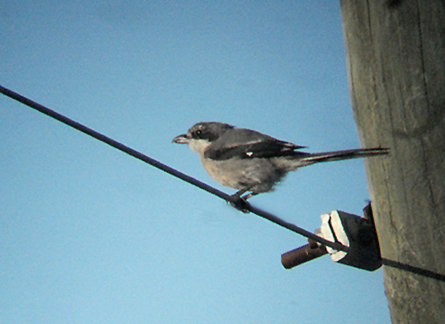 IBERIAN GREY SHRIKE . BARROCA DE ALVA MARSH . PORTUGAL . 27 / 8 / 2009