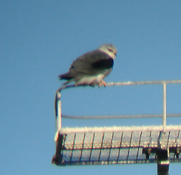 o10/47/1139747/1/165614989.wJFG6dEg.28.8.2009._DEALVA.JPG