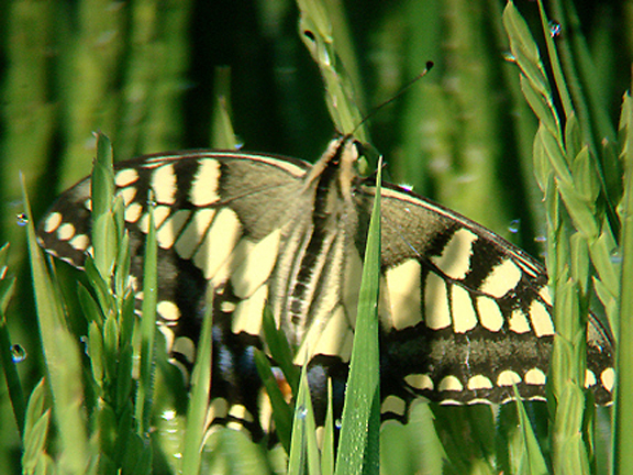 SWALLOWTAIL . BARROCA DE ALVA MARSH . PORTUGAL . 28 / 8 / 2009
