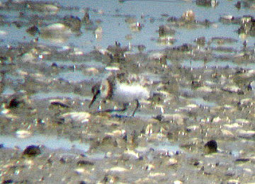 LITTLE STINT . ALLOCHETE BEACH . PORTUGAL . 28 / 8 / 2009