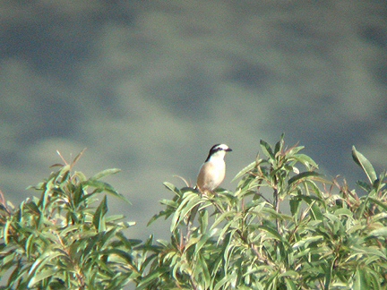MASKED SHRIKE . OVACIK . TURKEY . 20 / 4 / 2008