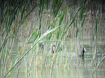 COMMON COOT . LAKE KOYCEGIZ . DALYAN . TURKEY . 21 / 4 / 2008