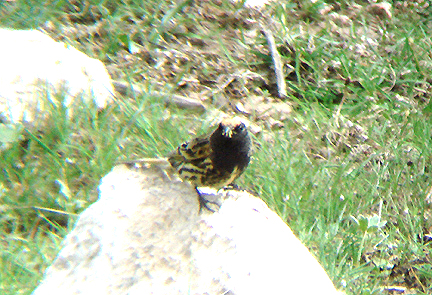 RED FRONTED SERIN . THE GUGU BELI PASS . TURKEY . 22 / 4 / 2008 