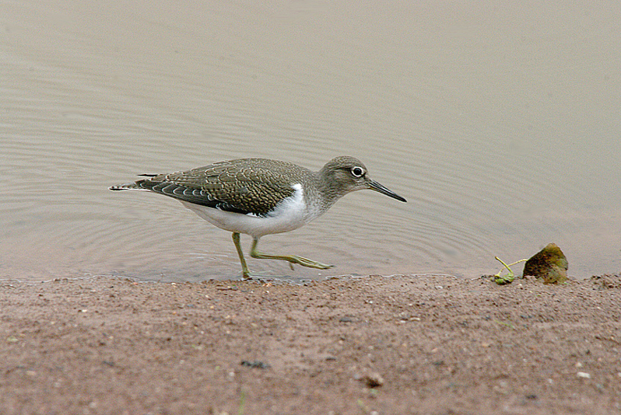 COMMON SANDPIPER . BOWLING GREEN MARSH . TOPSHAM . DEVON . 26 / 7 / 2017