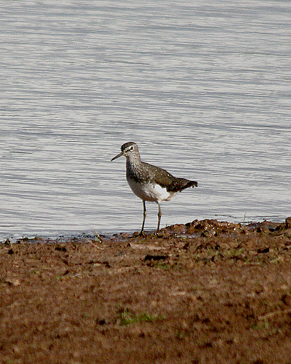 GREEN SANDPIPER . BOWLING GREEN MARSH . TOPSHAM . DEVON . 18 . 8 . 2017