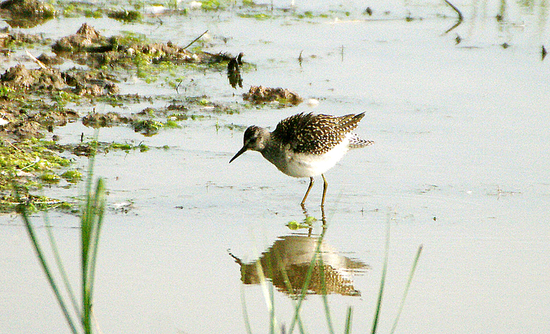 WOOD SANDPIPER . BOWLING GREEN MARSH . TOPSHAM . DEVON . 26 / 8 / 2017