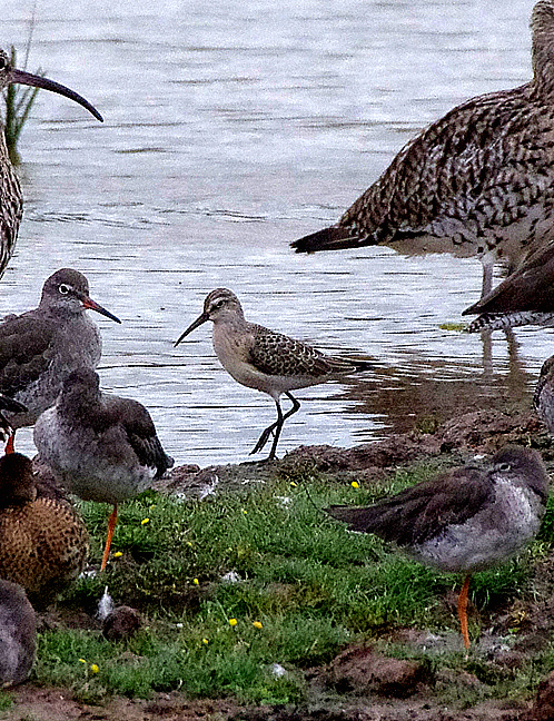 CURLEW SANDPIPER ( Juvenile ) . BOWLING GREEN MARSH . TOPSHAM . DEVON . 4 . 9 . 2017