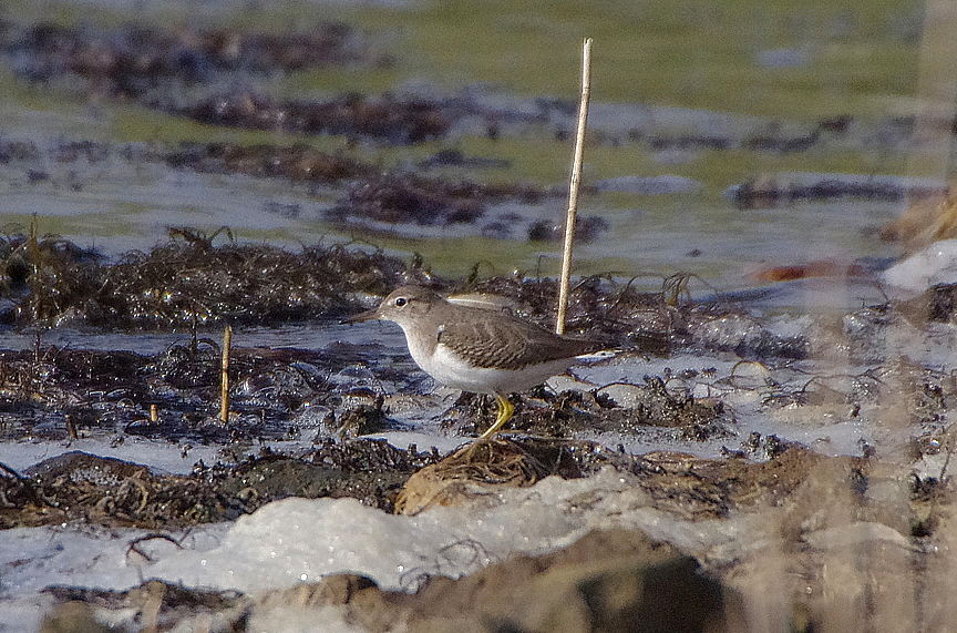SPOTTED SANDPIPER . THE SWANNERY . ABBOTSBURY . DORSET . 19 . 9 . 2017