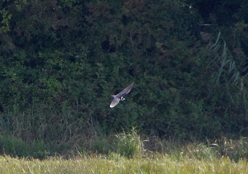 BLACK TERN ( Juvenile ) , BOWLING GREEN MARSH , TOPSHAM , DEVON , 20 , 9 , 2017
