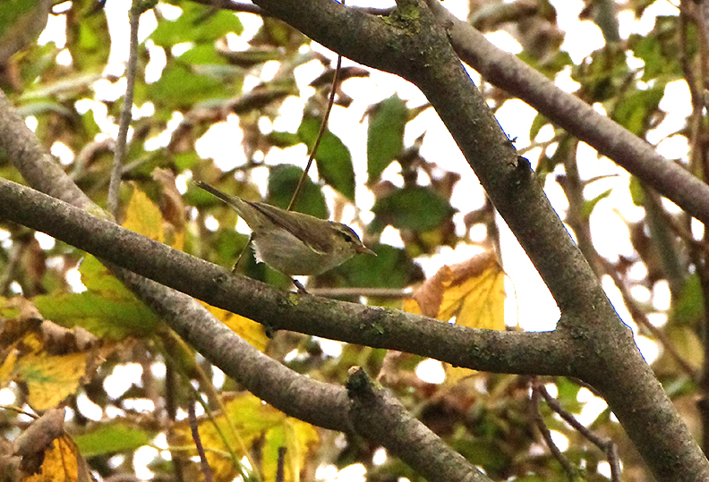 GREENISH WARBLER , PORTLAND BILL OBSERATORY , DORSET , 25 , 9 , 2017