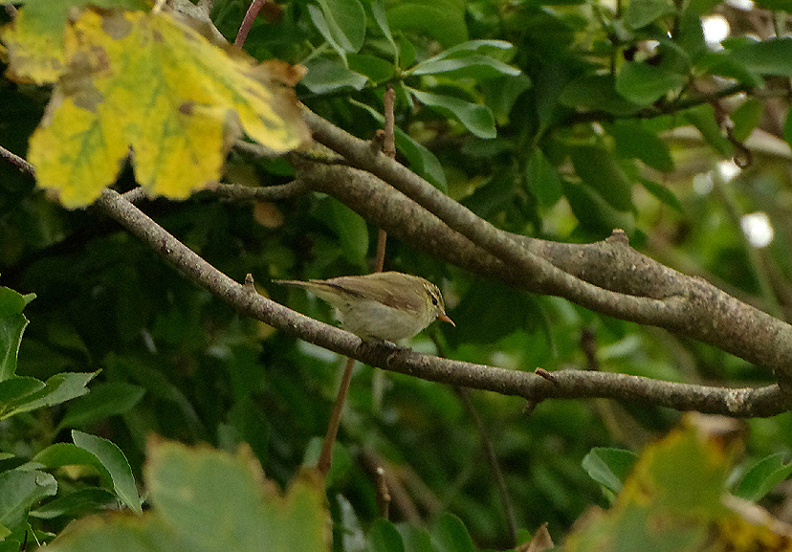 GREENISH WARBLER , PORTLAND BILL OBSERVATORY , DORSET , 25 , 9 , 2017