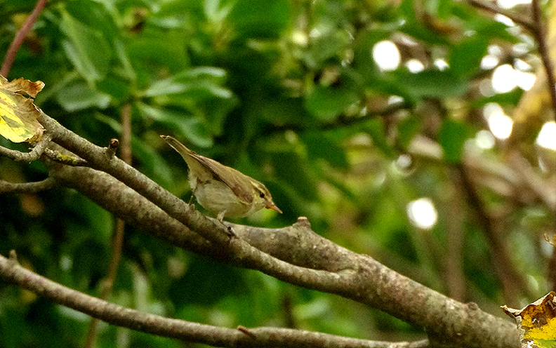 GREENISH WARBLER . PORTLAND BILL OBSERVATORY . DORSET . 25 . 9 . 2017