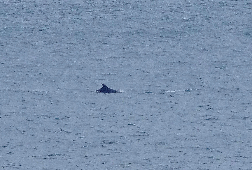 BOTTLENOSE DOLPHIN ( Tursiops truncatus ) . OFF OF PORTLAND BILL . DORSET . 25 . 9 . 2017.JPG