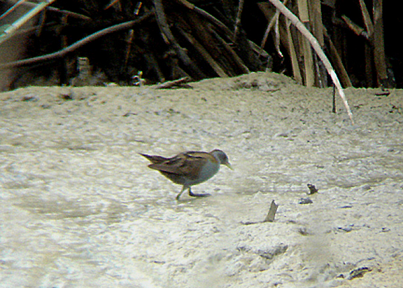 LITTLE CRAKE . BIRECIK . TURKEY. 11 / 5 / 2007