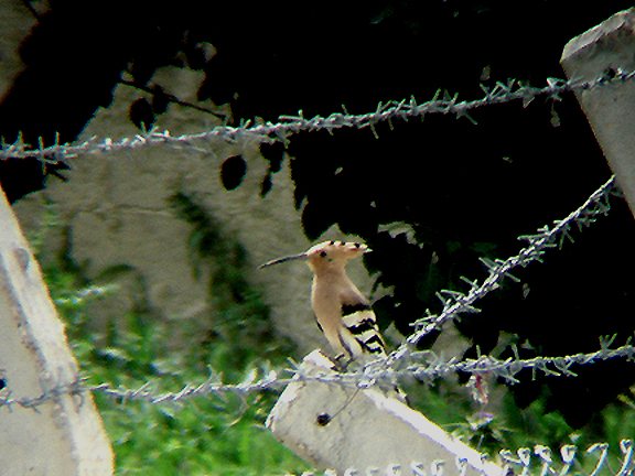 EURASIAN HOOPOE. BIRECIK . TURKEY. 11 / 5 / 2007