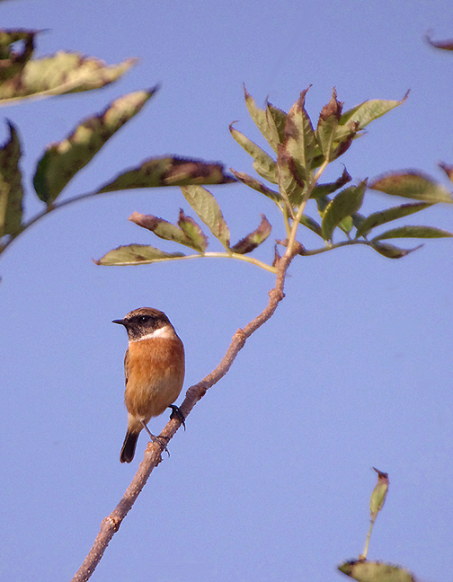 COMMON STONECHAT . THE EXMINSTER MARSHES . DEVON . 2 . 11 . 2017