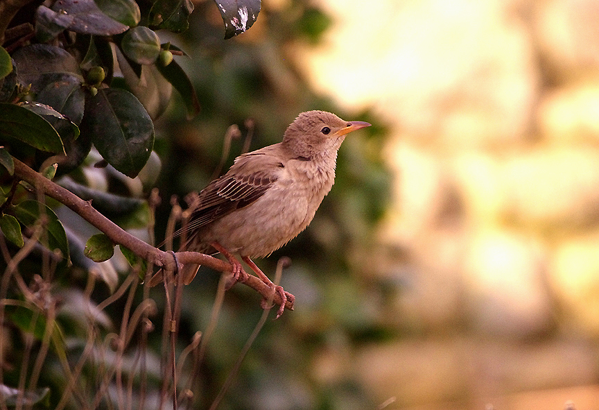 ROSE COLOURED STARLING ( Juvenile ) . TREEN . CORNWALL . 3 . 11 . 2017