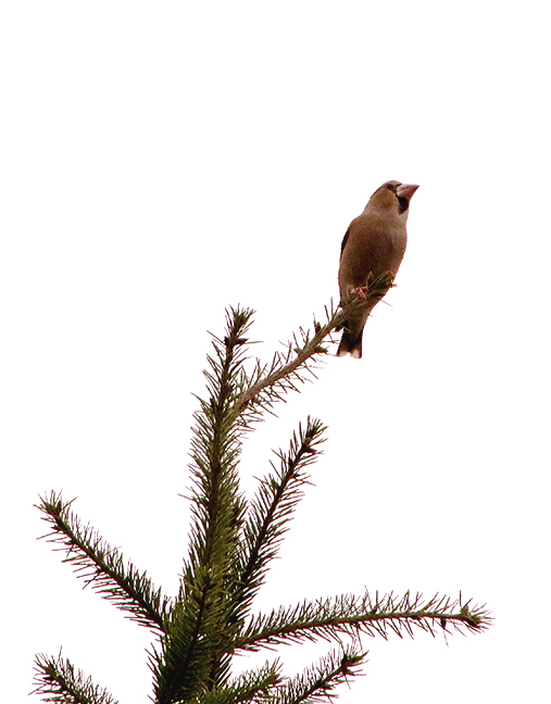 HAWFINCH , HALDON FOREST , DEVON , ENGLAND . 9 , 11 , 2017