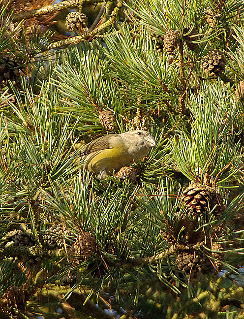 PARROT CROSSBILL ( Female ) , WISHMORE BOTTON , BERKSHIRE , ENGLAND , 28 , 11 , 2017