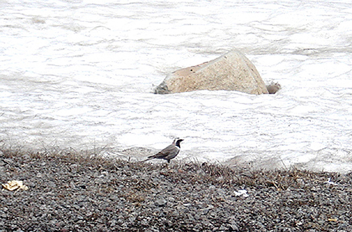 SHORELARK . MOUNT YALNIZCAM DAGLARI . TURKEY . 18 . 5 . 2007