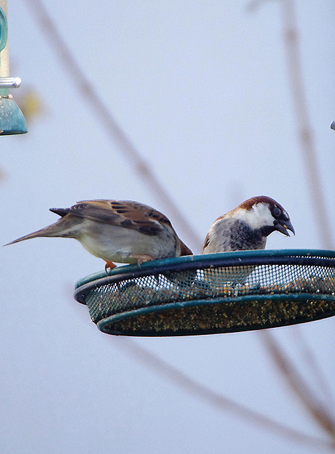 ITALIAN SPARROW , EAST BUDLEIGH , DEVON , ENGLAND , 11 , 1 , 2018