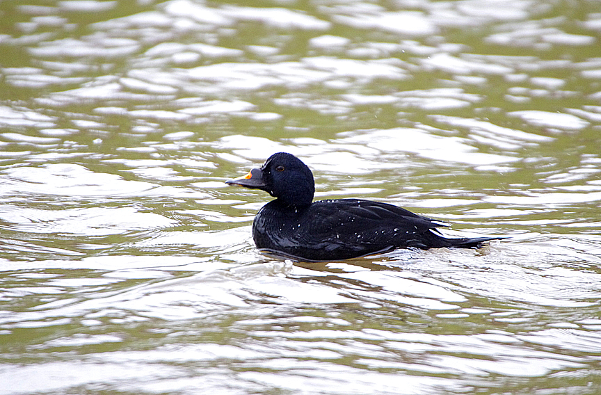 COMMON SCOTER ( Melanitta nigra ) ( Male ) . THE EXWICK FLOOD RELIEF . EXETER . DEVON . ENGLAND . 26 . 1 . 2018.JPG