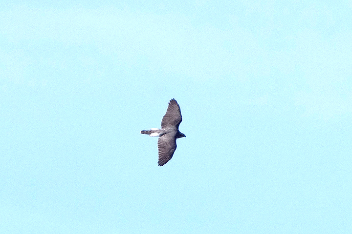 NORTHERN GOSHAWK , NORTH WOOD , DEVON , ENGLAND , 12 , 2 , 2018