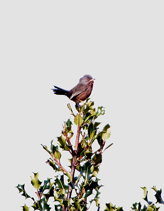 DARTFORD WARBLER . AYLESBEARE COMMON . DEVON . ENGLAND . 25 . 3 . 2018