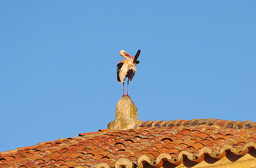 WHITE STORK . ALCANTARA . SPAIN . 3 . 5 . 2018