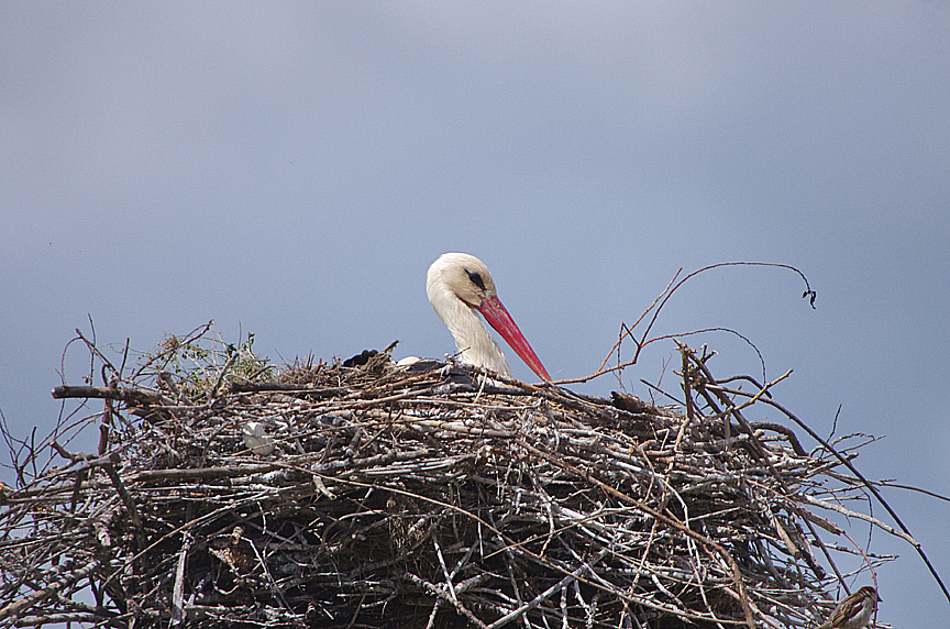 WHITE STORK . VEGAS ALTAS . SPAIN . 1 . 5 . 2018