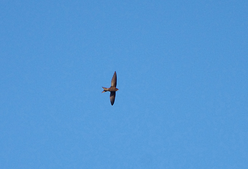 COMMON SWIFT . ALCANTARA . SPAIN . 3 . 5 . 2018